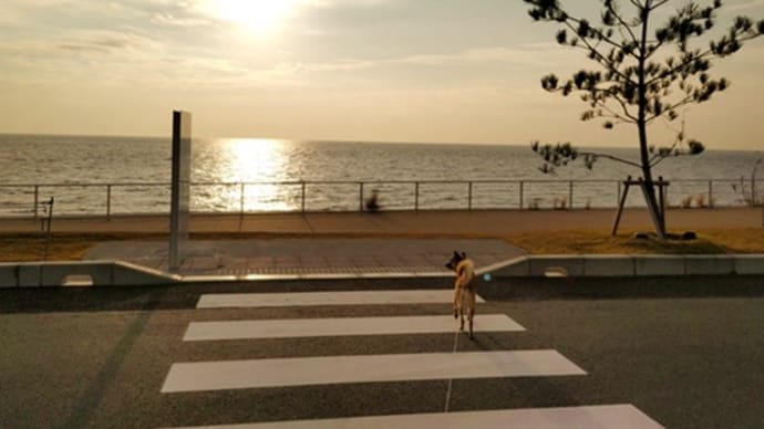 淡路島車中泊の旅・その3国営明石海峡公園♪