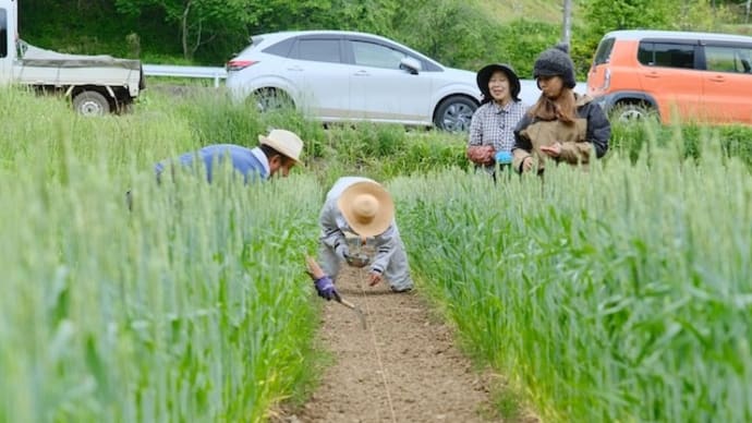 【無料公開】自然菜園スクール【長野校】『手づくり醤油&味噌(小麦・大豆)コース』5月18日(日) 講義:タネから育てる手前味噌・醤油講座①大豆栽培 実習:大豆の種まき、土寄せ