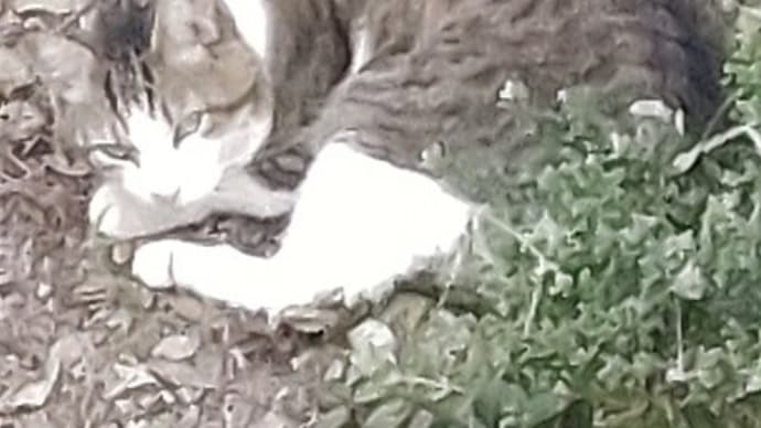 猫日和