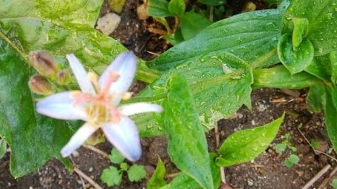 去年、友人から貰ったﾎﾄﾄｷﾞｽの花が咲きました～～！