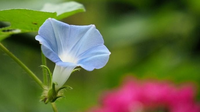 二百二十日は農家の三大厄日!