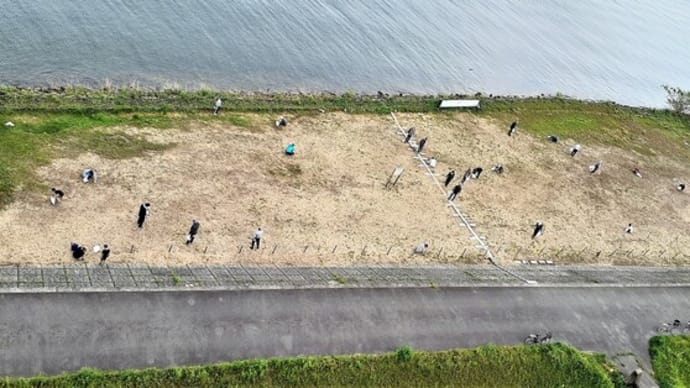 毎日曜日、朝8時から1時間『ハマヒルガオ保存園』の整備、