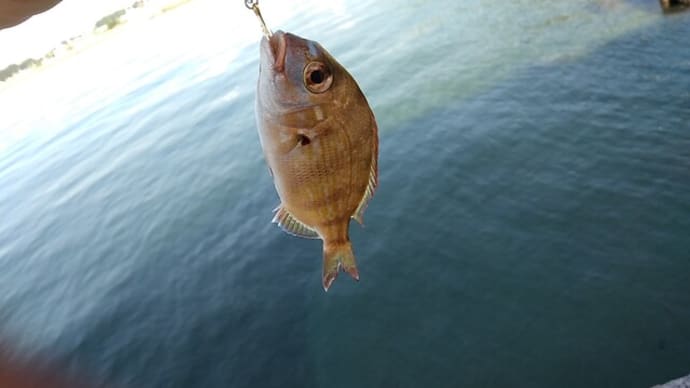 チャリコ釣ったぞ~