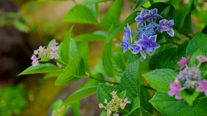 ●我が家の７月の花（5）　　ガクアジサイ・コンペイトウ　ハクチョウソウ（白蝶草）コムラサキ　スミダノハナビ　ブルーのガクアジサイ