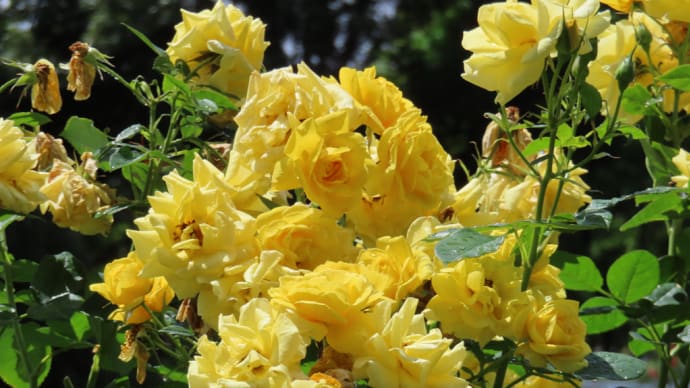 6月21日の薔薇2