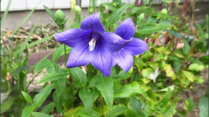 庭の花