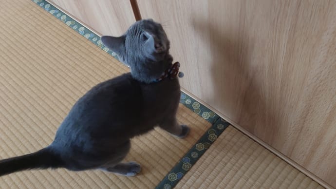 ねるくんの出して欲しいもの♡