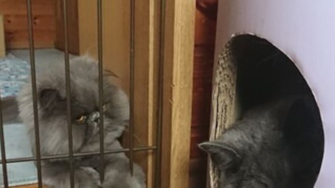 遊びたい猫と寝たい猫。。