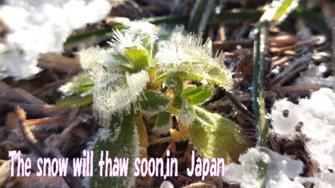雪解け感と春の兆し、🌸気温と花粉と夏の気候~🤧春一番建国記念日もボランティア