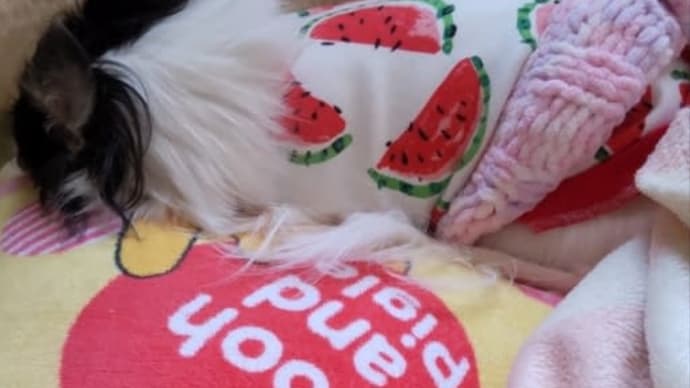 腹巻き