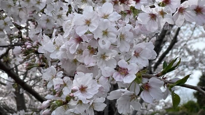 やっとこさっとこと満開の桜とひっかけ問題