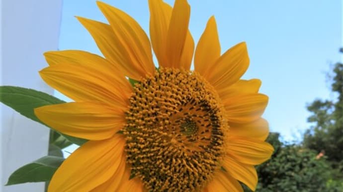 夏の花主役脇役入れ替わり