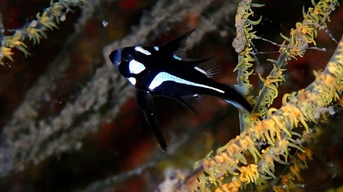 テディベアズ・デーの海は