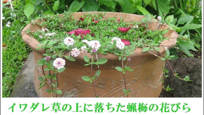 時代の流れに・・・乗りたい。
