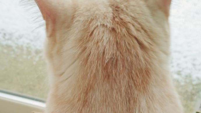 ユキ男と雪