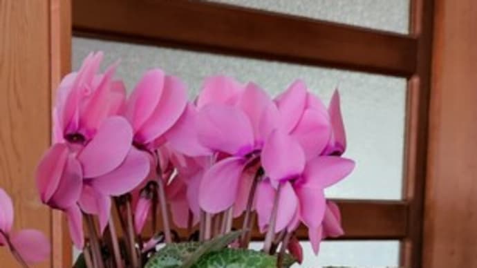 シクラメン購入から28日