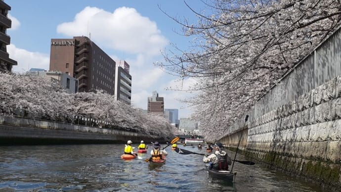 「お江戸深川桜さくらまつり」をカヤックで、