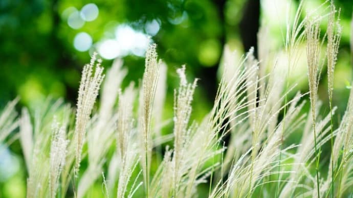 ススキ、ノカンゾウ、クコ、ショウキズイセン(板橋区立赤塚植物園 2024.9.15撮影)
