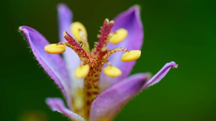●我が家の８月の花（3）ホトトギス　タマスダレ　サンドリーム　サンパラソル 　空蝉