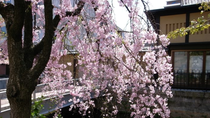 京都写真（しだれ桜）