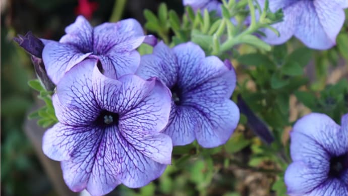 冬への花を陽当たりへ＊やりたいことがいっぱい！