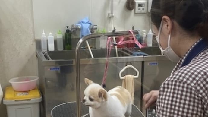 かわいいやんけー