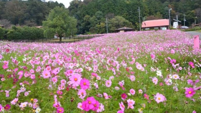 綾部ふれあい牧場のコスモス