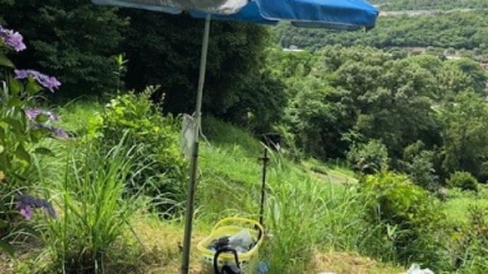 今日の菜園は暑かったです
