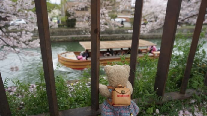 満開の桜が艶やかな京都岡崎エリア。琵琶湖疏水の遊覧船の乗客も楽しそうに…