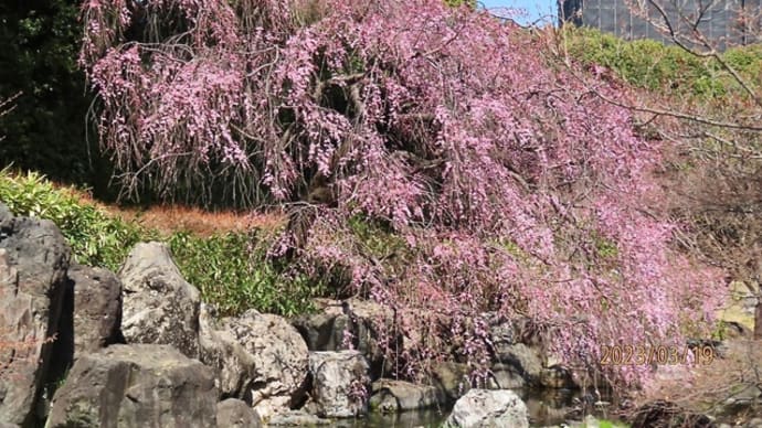 紅枝垂れ桜・情報