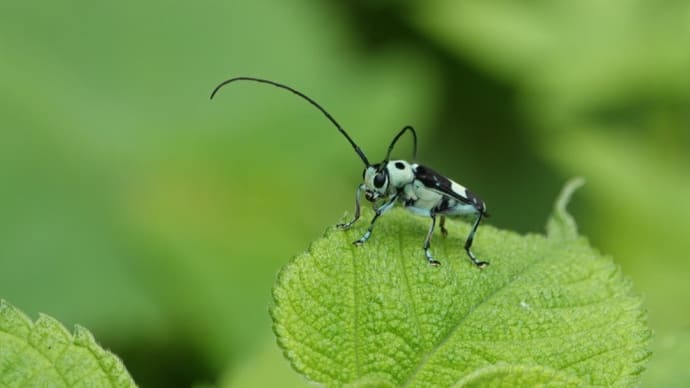ラミーカミキリ ~きょうは虫の日~