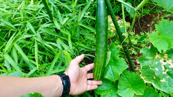 再び収穫