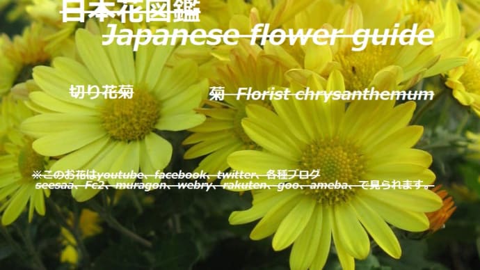 黄色い煌めき?!Yellow glitter? !!