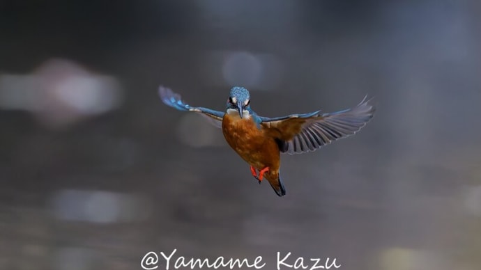 いつもカワセミのホバリング1