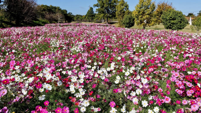 馬見丘陵公園のコスモス