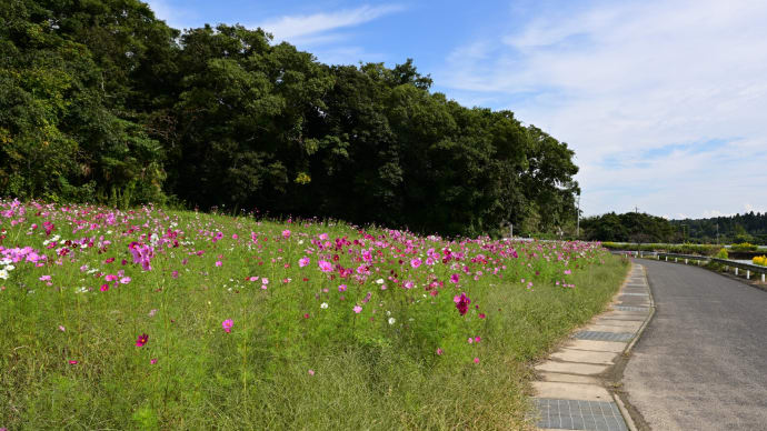 ◆茂原市景観資源52箇所の「八田堰」で