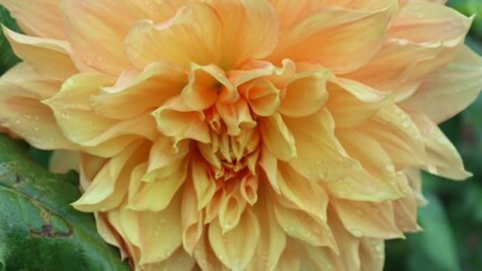 薄いオレンジ色の花弁がピンクに染まるダリア「吉野桜」（ダリアシリーズ 22-046）