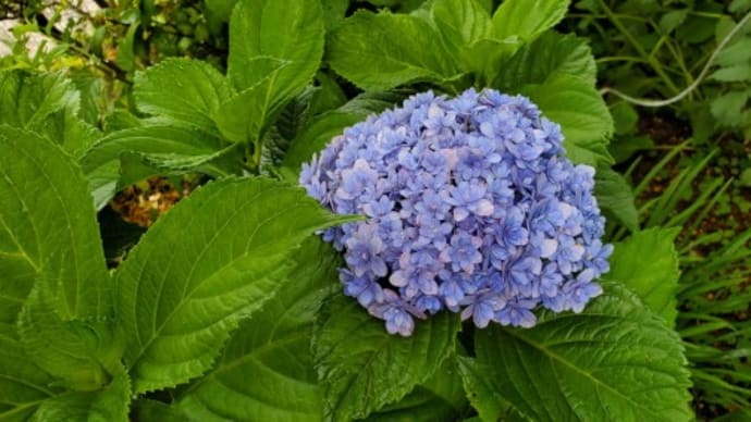 母の庭の紫陽花＆ダリア