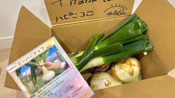 1月に新玉ねぎが食べられます!