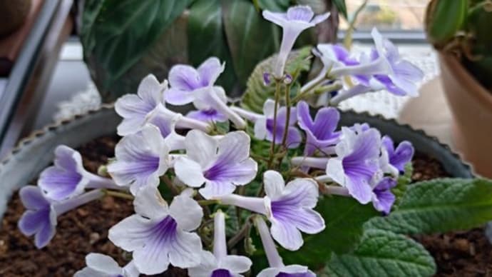 今日の花と庭作業