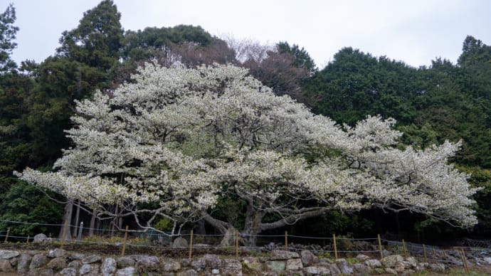 横山桜満開