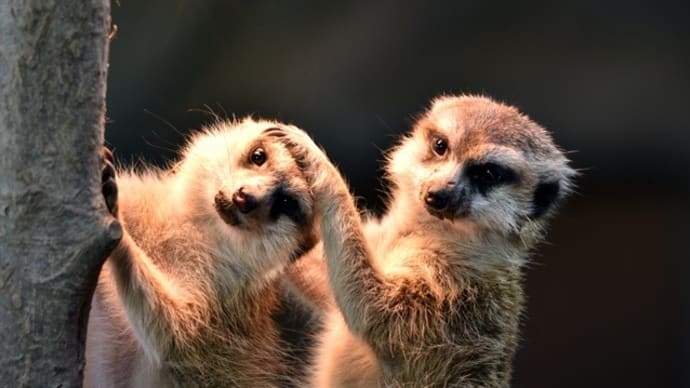 子供達と動物園見学をする「那須どうぶつ王国」