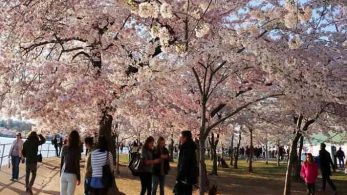 「世界の桜①」タイダルベイスン~写真と短歌で綴る世界文化紀行
