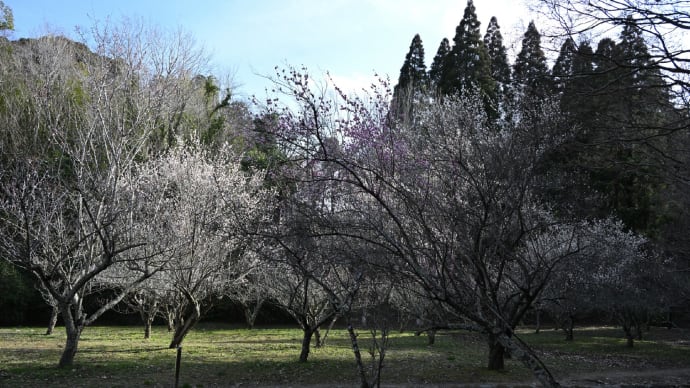 ◆「長生フィルム会の写真展」を観た後、茂原公園で