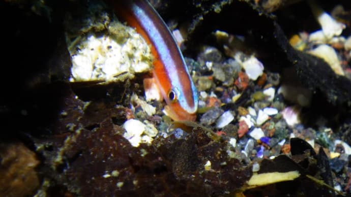 石橋最新生物事情2024/12/13[w/pics]