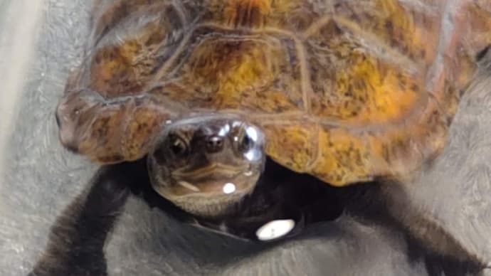 絶滅の危機にあるニホンイシガメ