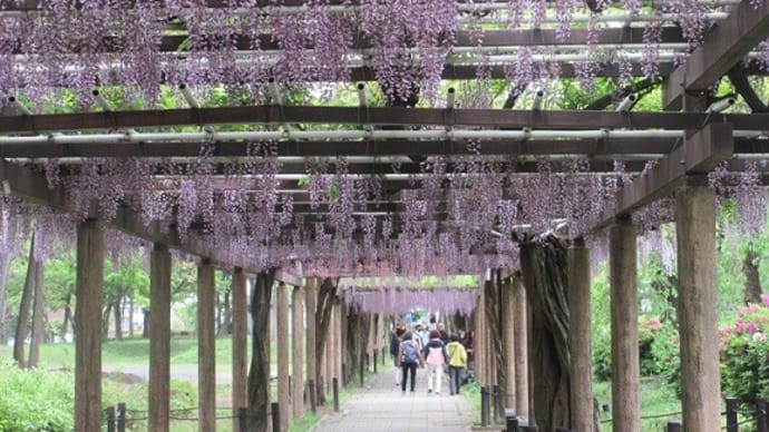 楽書き雑記「名古屋城のフジの回廊へ」