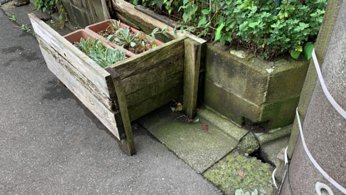 オサンポ walk - スキマ草Plant : 脱走族いや属 it would be a genus escape