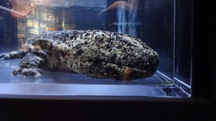 2024年9月 京都個人旅行 2日目 Ⅰ 京都水族館・鉄道博物館