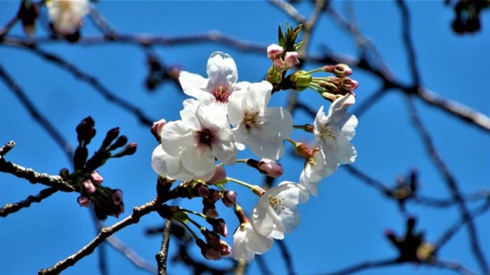 2020・3・27 伊勢原市の几号水準点 三福寺。昼飯は、小田急秦野駅南口・Bio食堂。